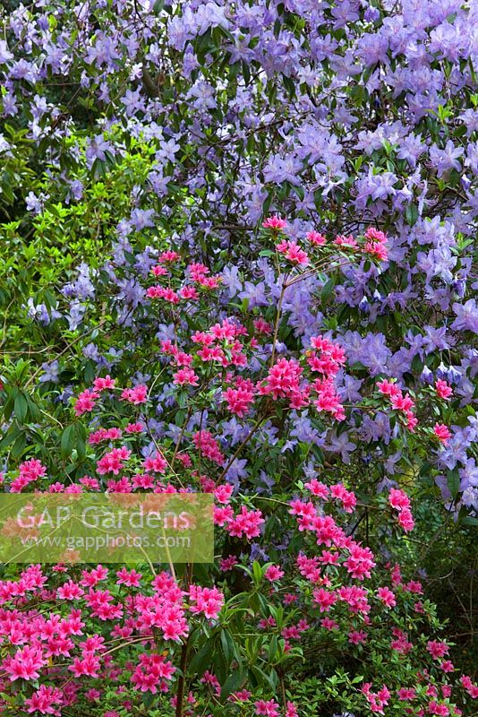 Rhododendron 'Hinamayo' - Kurume Azalea with R. augustinii