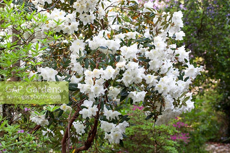 Rhododendron johnstoneanum (double)