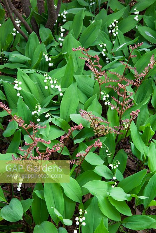 Combination of new shoots of Dryopteris erythrosora emerging through a carpet of Convallaria majalis, Lily-of-the-valley