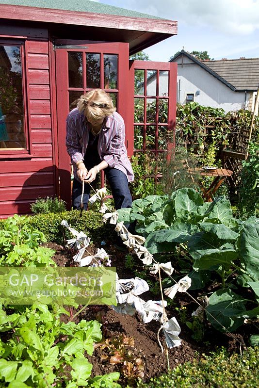 Gardener stringing lines of folded newspaper to act as bird and butterfly scarerers in a vegetable bed