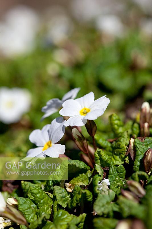 Primula pruhoniciana 'Schneewittchen' - White primrose 