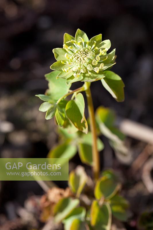 Anemonella thalictroides 'Green Hurricane'