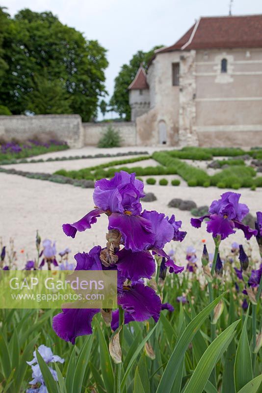 Iris 'Breakers' - Chateau du Rivau, Lemere, Loire Valley, France
