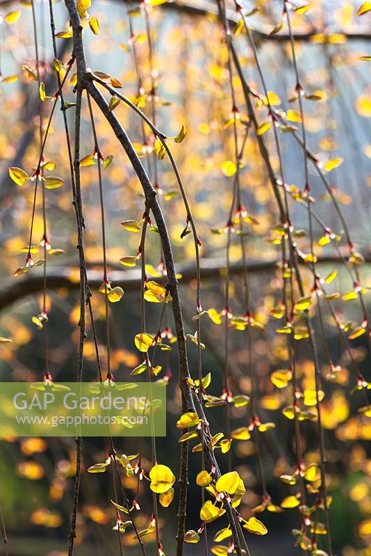 Backlit emerging leaves of Cercidiphyllum japonicum f. pendulum. Pendulous katsura