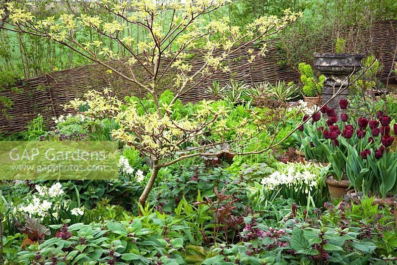 Spring border at Glebe Cottage including Narcissus 'Silver Chimes', Lamium orvala, Cornus controversa 'Variegata', and Tulipa 'Jan Reus' grown in terracotta pots