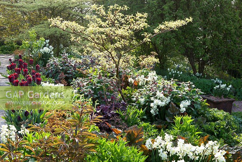 Spring border at Glebe Cottage including Narcissus 'Silver Chimes', Lamium orvala, Cornus controversa 'Variegata', and Tulipa 'Jan Reus' grown in terracotta pots.