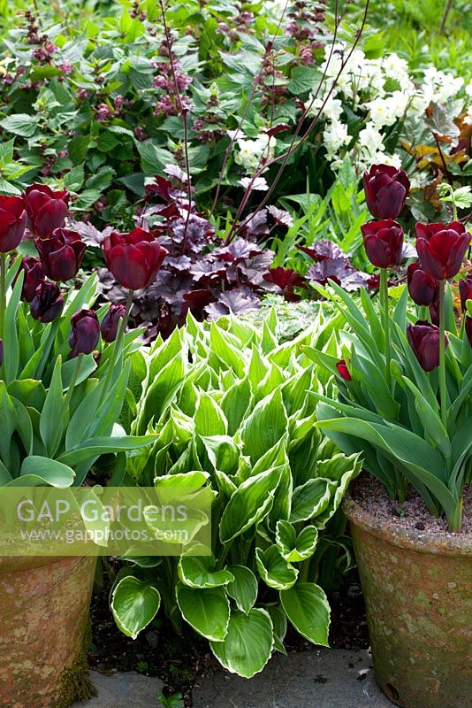 Tulipa 'Jan Reus' grown in pots with Narcissus 'Silver Chimes', Lamium orvala, Hosta and Heuchera at Glebe Cottage