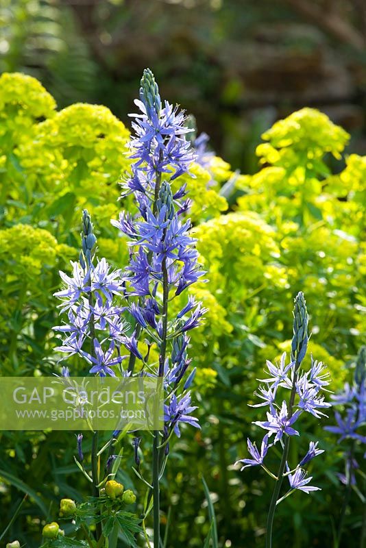 Camassia leichtlinii subsp. suksdorfii in front of Euphorbia palustris at Glebe Cottage