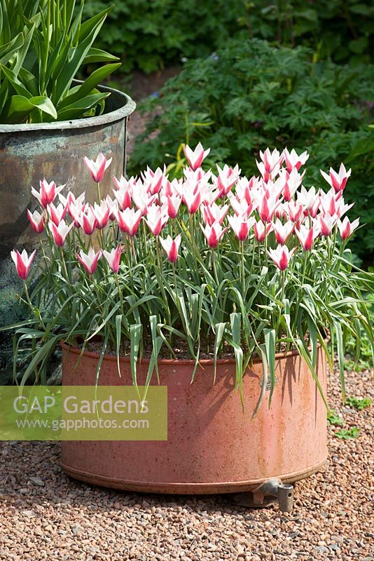 Tulipa clusiana growing in a pot at Glebe Cottage
