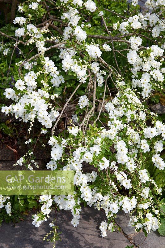 Exochorda macrantha 'The Bride' AGM - Pearl bush