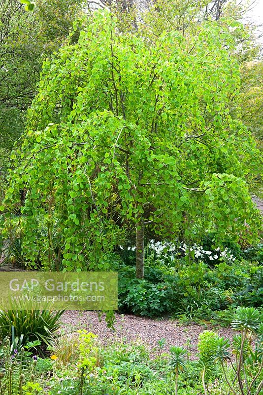 Cercidiphyllum japonicum f. pendulum. Pendulous katsura