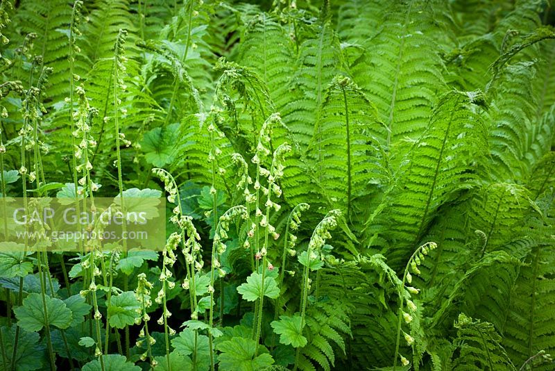 Tellima grandiflora with Matteuccia struthiopteris - Shuttlecock fern