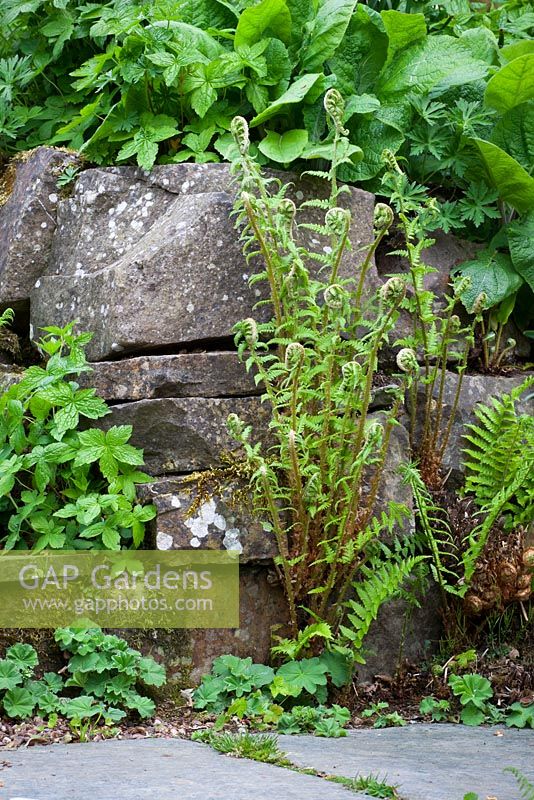 Self sown Dryopteris filix-mas growing in cracks in a dry stone wall at Glebe Cottage. Male fern