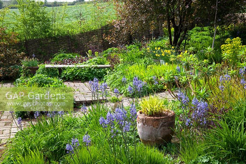 Spring border in the brick garden at Glebe Cottage including Camassias, Carex elata 'Aurea' and Tellima grandiflora. Hakonechloa macra 'Aureola' in terracotta pot. Wooden bench