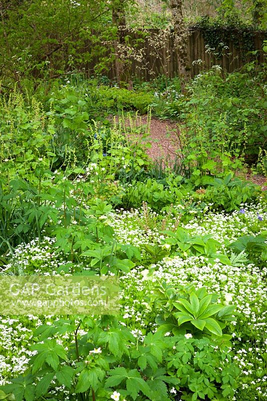Woodland froth at Glebe Cottage with Galium odoratum - sweet woodruff, Ranunculus aconitifolius - White bachelor's buttons and Tellima grandiflora