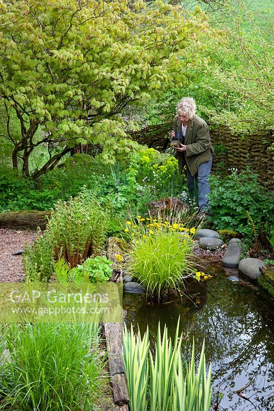 Carol planting Lychnis flos-cuculi var. albiflora near the pond