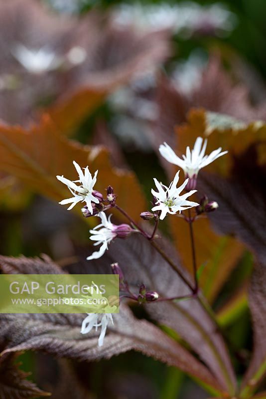 Lychnis flos-cuculi var. albiflora growing up through a rodgersia