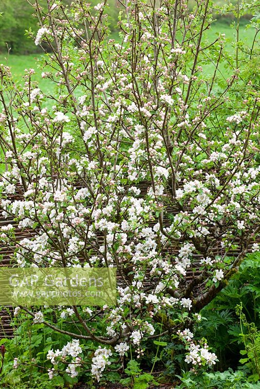 Malus 'Discovery' in blossom at Glebe Cottage. Apple tree