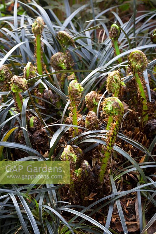 Fern fronds emerging through Ophiopogon planiscarpus 'Nigrescens'