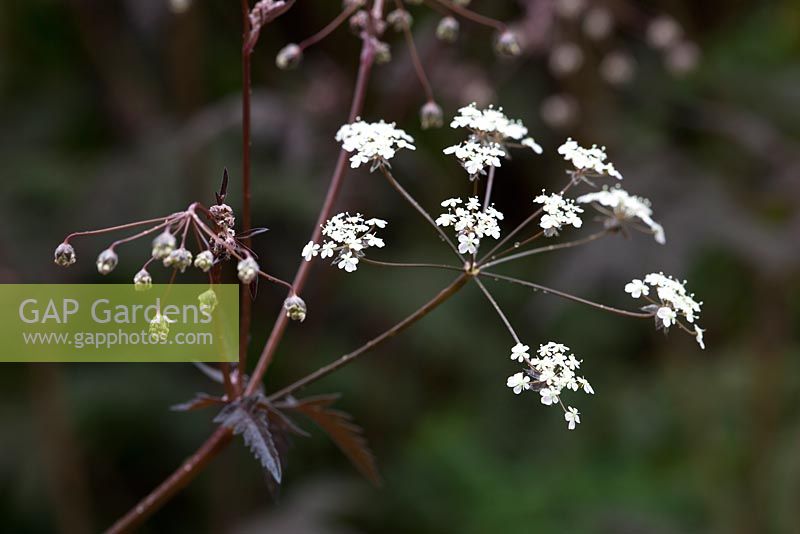 Anthriscus sylvestris 'Ravenswing'. Purple Cow parsley, Queen Anne's lace