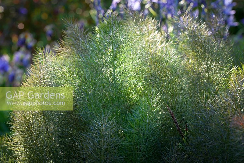 Foeniculum vulgare 'Purpureum' - Bronze fennel