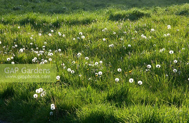 Taraxacum officinale - Backlit dandelion seedheads growing in the field. Fairy Clock. 