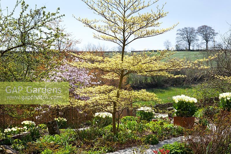 Cornus controversa 'Variegata' with Tulipa 'Purissima' and Magnolia x loebneri 'Leonard Messel' at Glebe Cottage