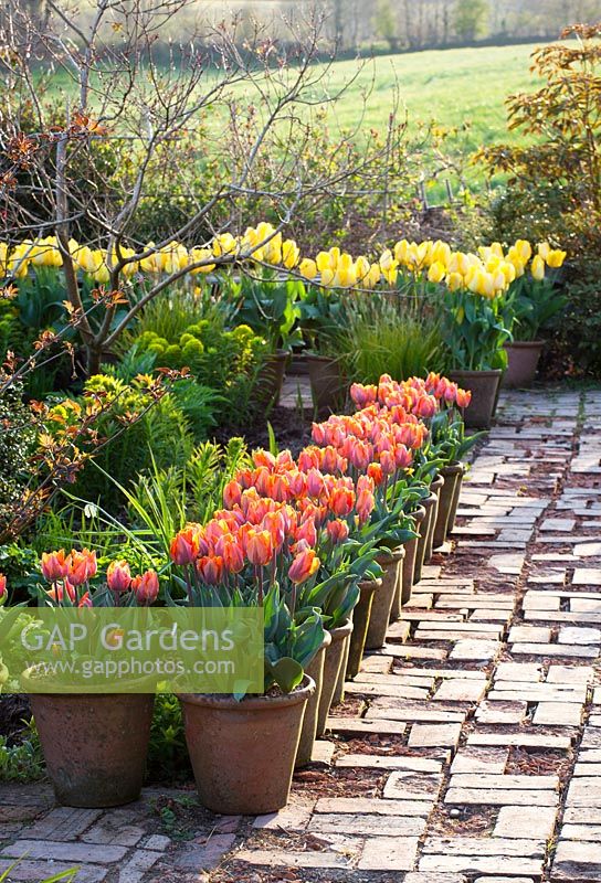 Path in the brick garden at Glebe Cottage with pots of tulips. Tulipa 'Prinses Irene' and 'Yellow Purissima'