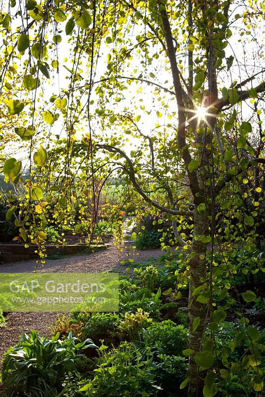 Sunlight shining through the leaves of Cercidiphyllum japonicum f. pendulum. Pendulous katsura