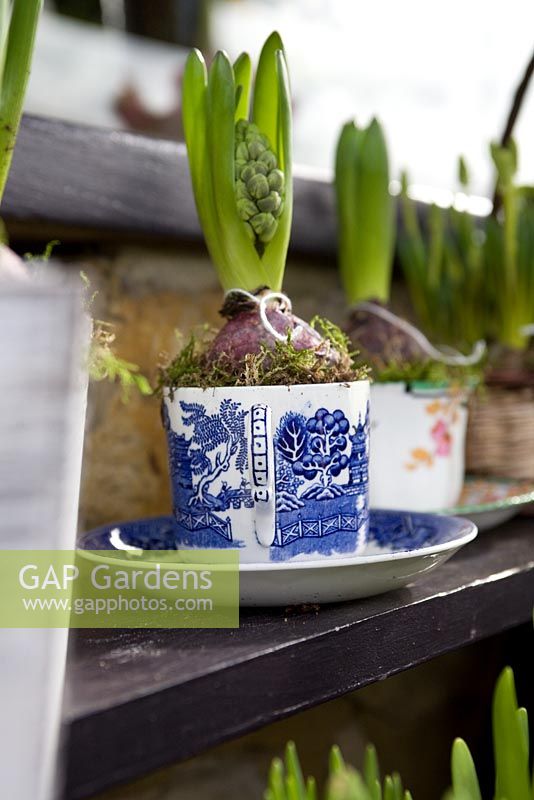 Hyacinths in tea cups