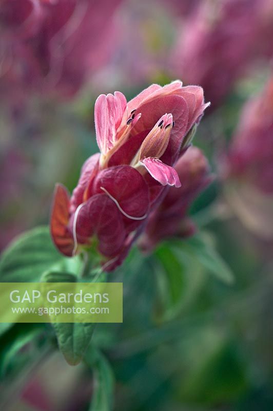 Justicia brandegeeana -  Shrimp plant