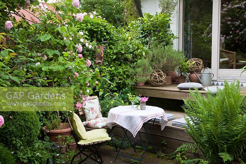 Patio with wooden furniture with linen cushions and tablecloth. Spheres made of tendrils and plants Rosa 'Constance Spry', Dryopteris and Rosmarinus officinalis 
