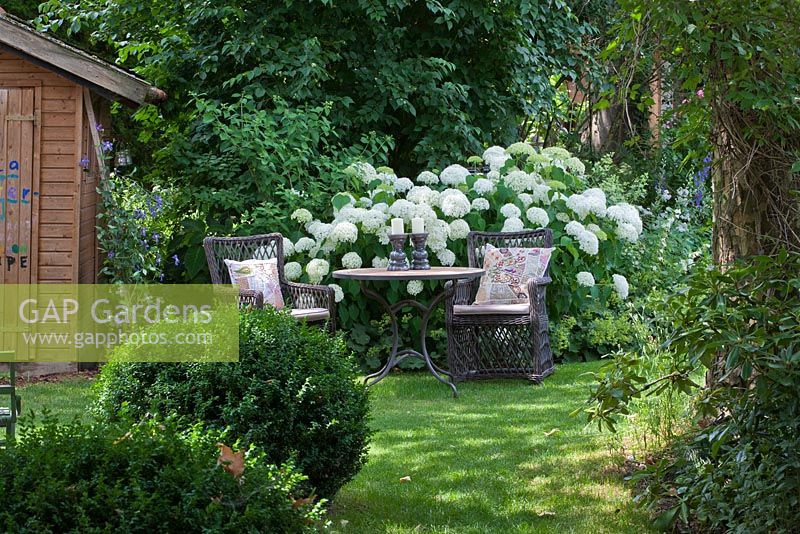 In a shaded garden next to summerhouse, a rest area with two wicker armchairs with cushions and a bistro table. White flowering Hydrangea arborescens 'Annabelle', Buxus, Clematis and Philadelphus