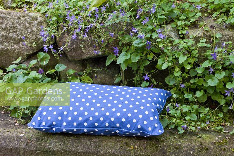 White dotted blue cushion on moss covered stones with Campanula poscharskyana