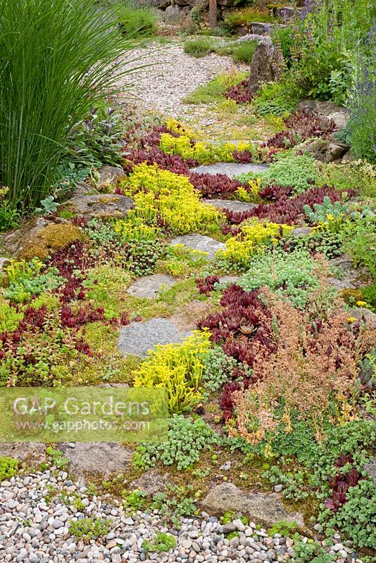 Gravel garden with granite stepping stonesPlant inclde Miscanthus sinensis, Sedum acre and Sempervivum