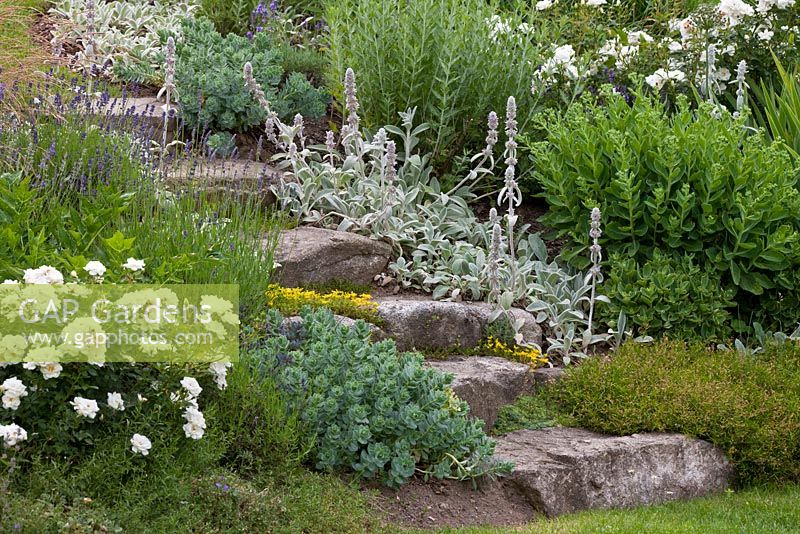 Drought resistant plants growing next to garden steps made of granite block stones. Lavandula, Roses, Sedum sexangulare and Stachys byzantina