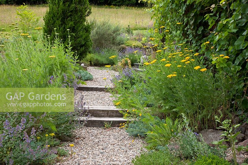 Steps made from wooden blocks and gravel landings leads towards an upper level of the garden. Plants are Buxus, Lavandula, Thymus and Vitis 