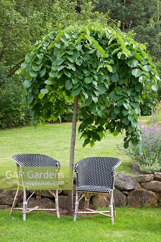 Ulmus glabra 'Pendula' with a pair of wicker chairs