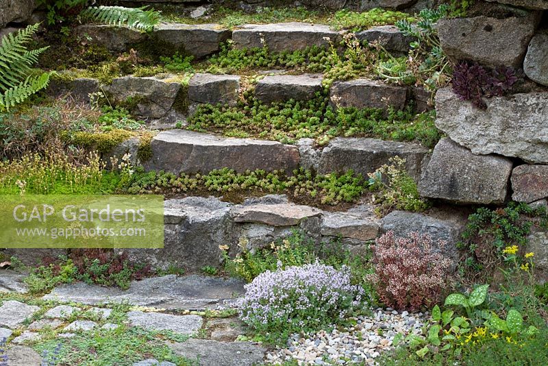 Sedum covers gaps in a granite steps. Sedum album and Thymus