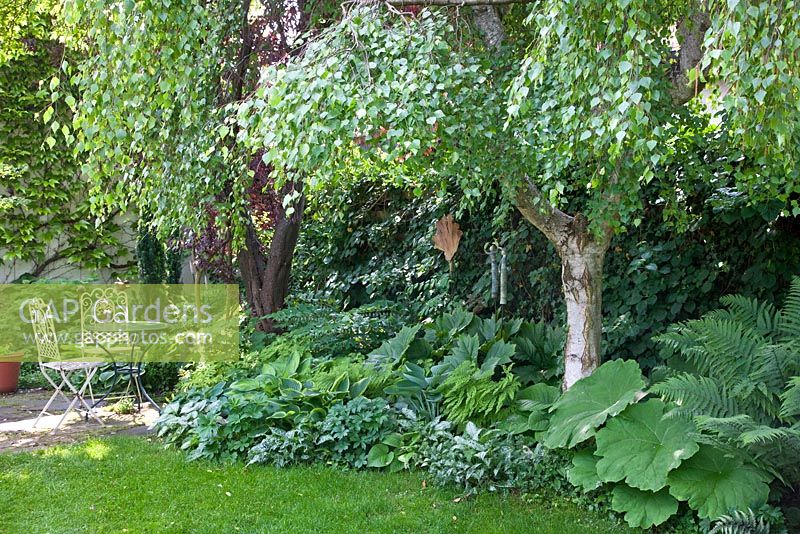 Garden planting with Adiantum pedatum, Astilboides tabularis, Betula, Dryopteris, Hosta, Polygonatum and Rodgersia