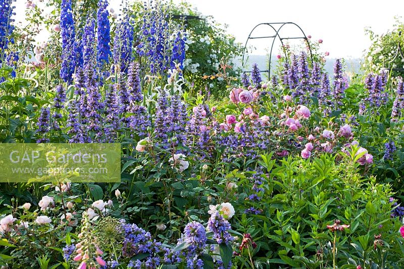 Perennial border with roses at its best in June 'Alan Titchmarsh', 'Emanuel', 'Frigia' Iris orientalis, 'Guirlande d'Amour', 'Helenae's Seedling', Delphinium 'Vierzehnheiligen', Delphinium Elatum-Grp., Nepeta kubanica, Nepeta subsessilis