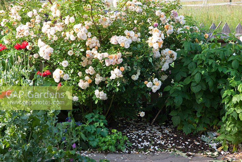 Rambling Rose 'Ghislaine de Féligonde' and Papaver somniferum