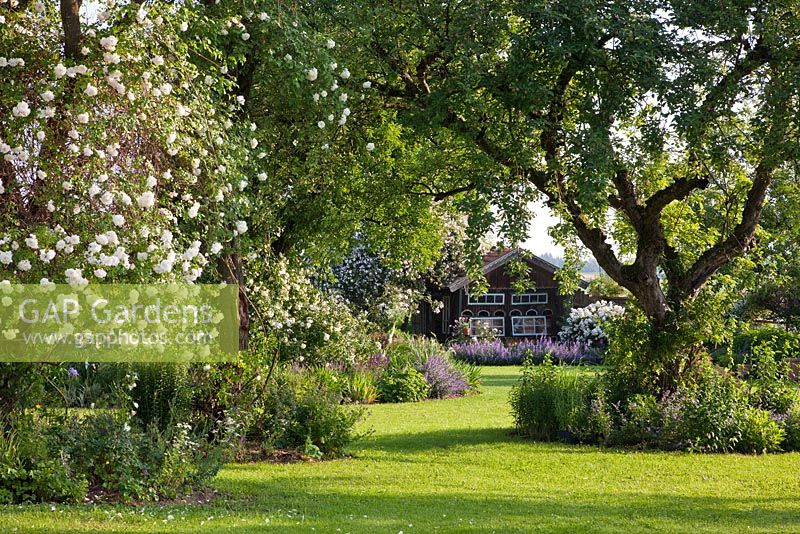 A Bavarian country garden with lawn, old fruit trees, climbing roses and perennial borders