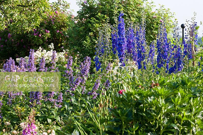 Perennial border in a Bavarian country garden - Iris orientalis 'Frigia', Delphinium 'Vierzehnheiligen', Delphinium Elatum-Grp, Nepeta kubanica