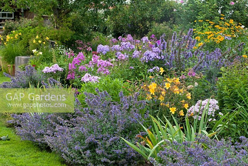 Perennial border in a Bavarian country garden with Hemerocallis 'Corky', Alchemilla epipsila, Heliopsis helianthoides, Nepeta 'Walker's Low' Faassenii kubanica, Phlox amplifolia 'Minnehaha', Phlox paniculata 'Uspech', Phlox paniculata 'Werner Dittrich'