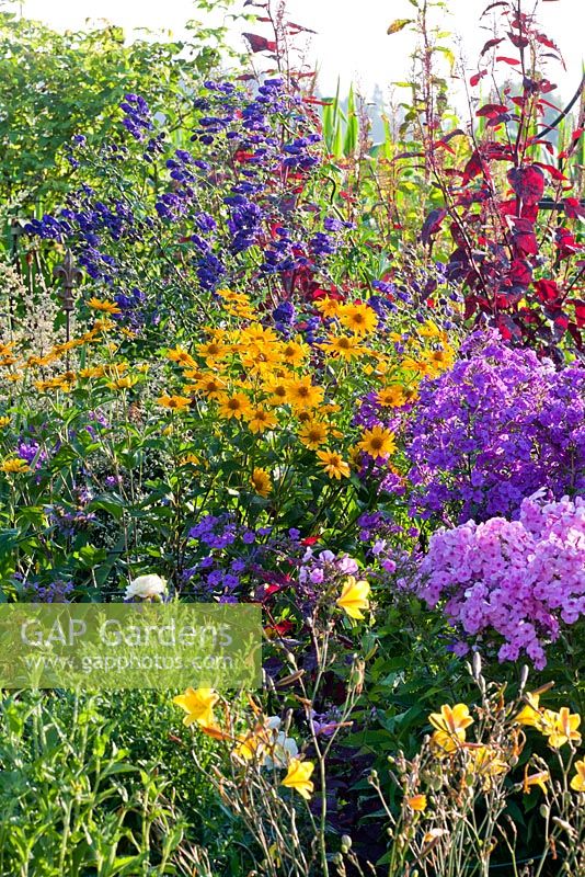 Perennial border in a country garden with Hemerocallis 'Corky', Aconitum 'Franz Marc', Atriplex hortensis, Heliopsis, Phlox amplifolia 'Minnehaha', Phlox paniculata 'Werner Dittrich'