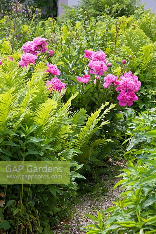 Matteucia struthiopteris, a pink Paeonia and Aconitum next to gravel path 