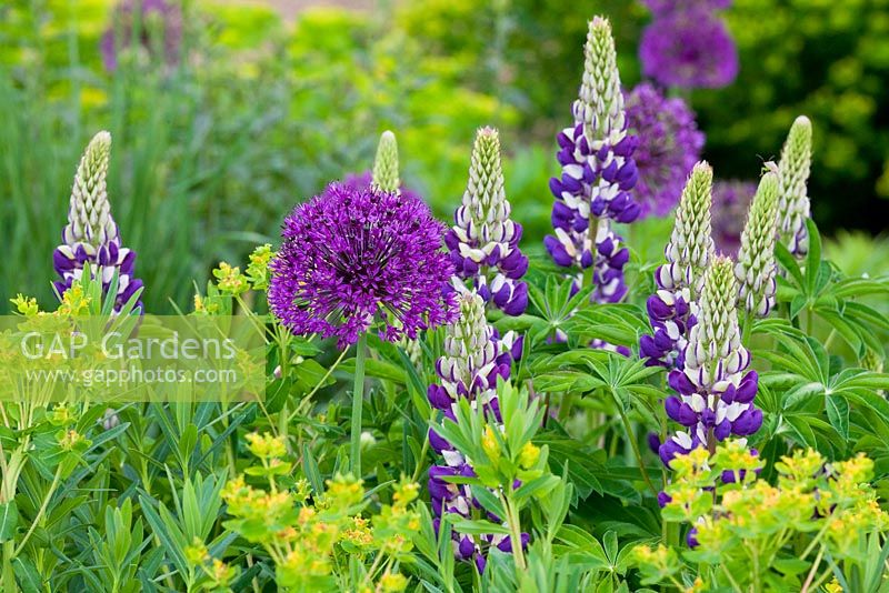 Mixed summer border 