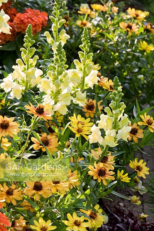 Antirrhinum majus 'lemon yellow', Zinnia 'profusion f1 yellow', Zinnia angustifolia 'gold star' and Zinnia elegans 'mondo orange' 