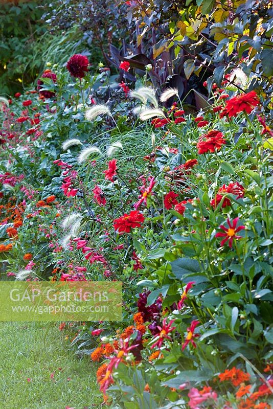 late summer border with Dahlia 'honka red',  'spartacus'